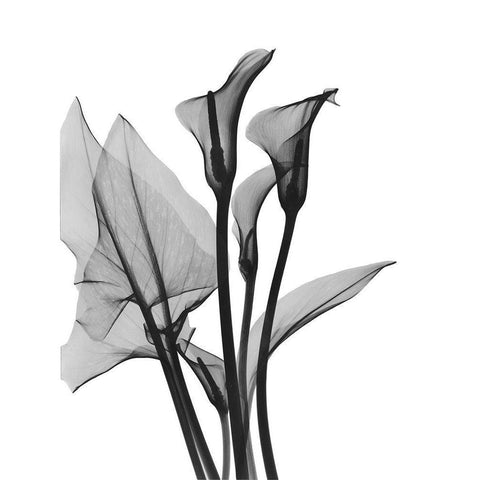 Calla Lilly Trio Black Modern Wood Framed Art Print with Double Matting by Koetsier, Albert