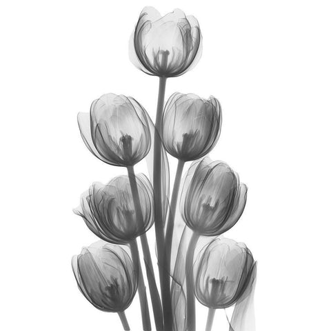 Tulips H26 Black Modern Wood Framed Art Print with Double Matting by Koetsier, Albert
