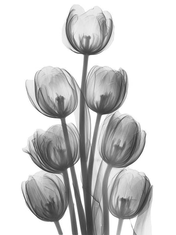 Tulips H26 White Modern Wood Framed Art Print with Double Matting by Koetsier, Albert