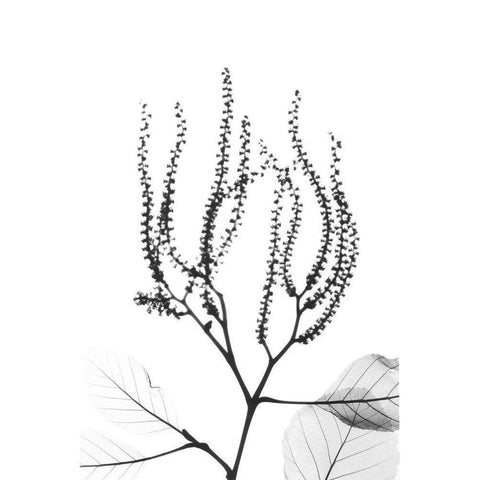 Reaching Branches White Modern Wood Framed Art Print by Koetsier, Albert