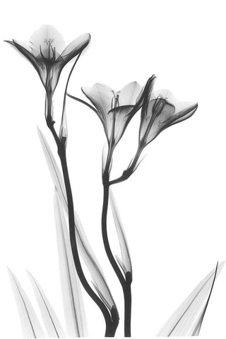 Embracing Tulips Black Ornate Wood Framed Art Print with Double Matting by Koetsier, Albert