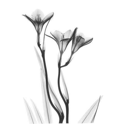 Embracing Tulips White Modern Wood Framed Art Print by Koetsier, Albert