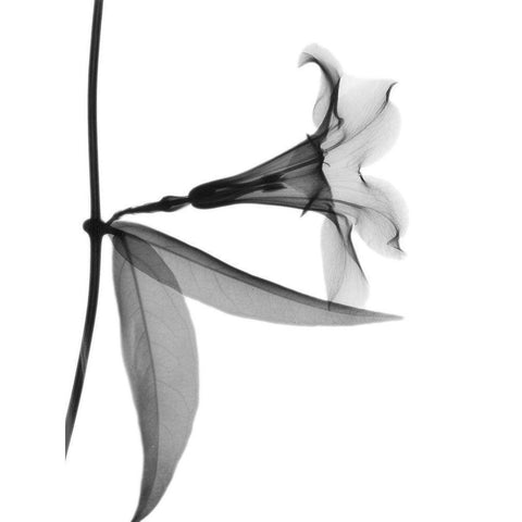 Side Hanging Tulip Black Modern Wood Framed Art Print with Double Matting by Koetsier, Albert