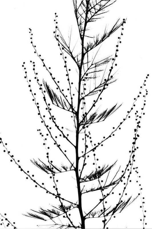 Image Only
