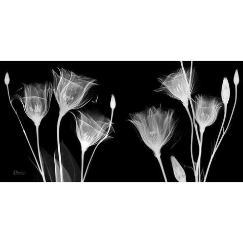 BW Gentian White Modern Wood Framed Art Print by Koetsier, Albert