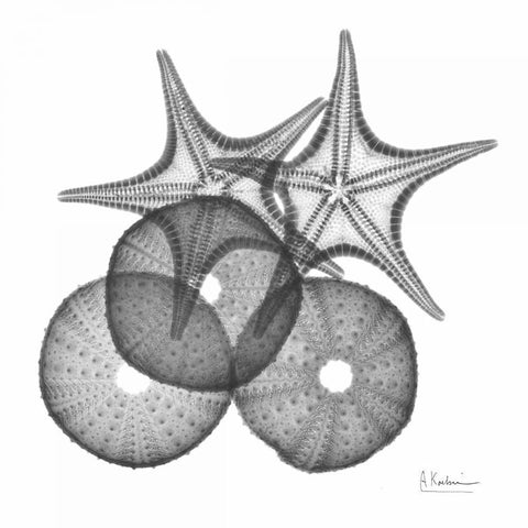 Sea Urchin and Starfish Black Modern Wood Framed Art Print with Double Matting by Koetsier, Albert