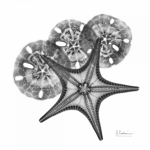 Starfish and Sand Dollar White Modern Wood Framed Art Print with Double Matting by Koetsier, Albert