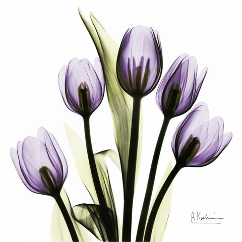 TulipImagine White Modern Wood Framed Art Print by Koetsier, Albert