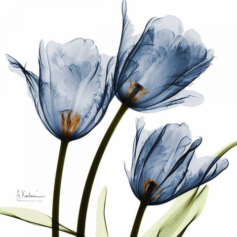 New Blue Tulips C54 Black Ornate Wood Framed Art Print with Double Matting by Koetsier, Albert