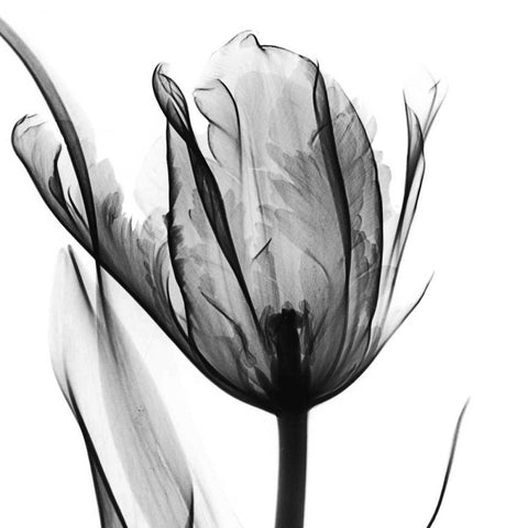 High Contrast Tulip Black Modern Wood Framed Art Print with Double Matting by Koetsier, Albert