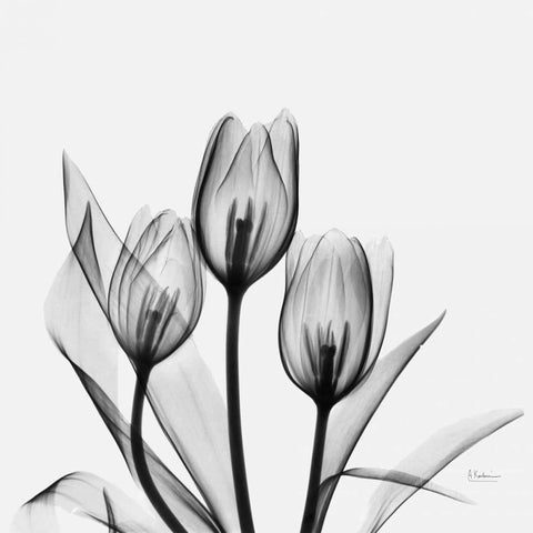 Tulips White Modern Wood Framed Art Print by Koetsier, Albert