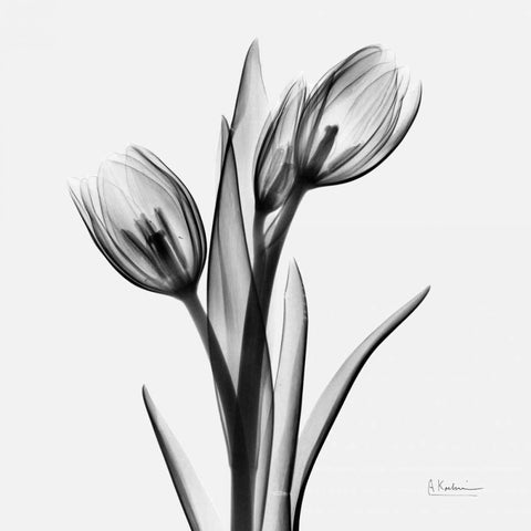 Tulips White Modern Wood Framed Art Print with Double Matting by Koetsier, Albert