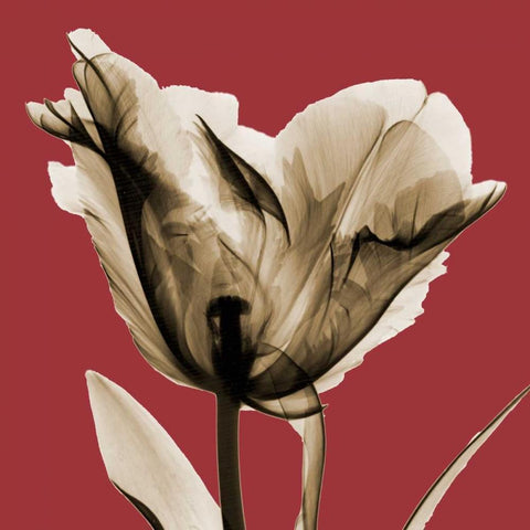 Red Luster Tulip White Modern Wood Framed Art Print by Koetsier, Albert