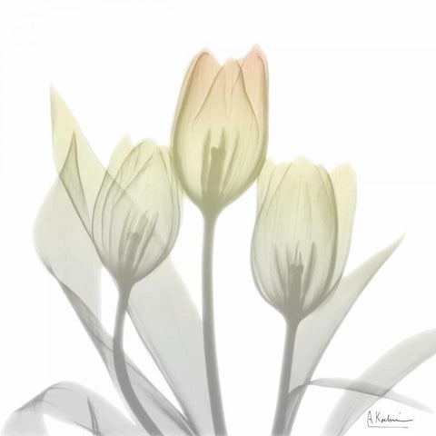 Sunday Morning Tulips Two White Modern Wood Framed Art Print with Double Matting by Koetsier, Albert