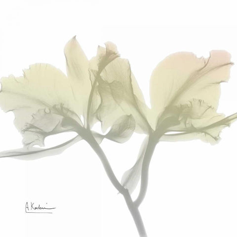 Sunday Morning Orchid White Modern Wood Framed Art Print with Double Matting by Koetsier, Albert