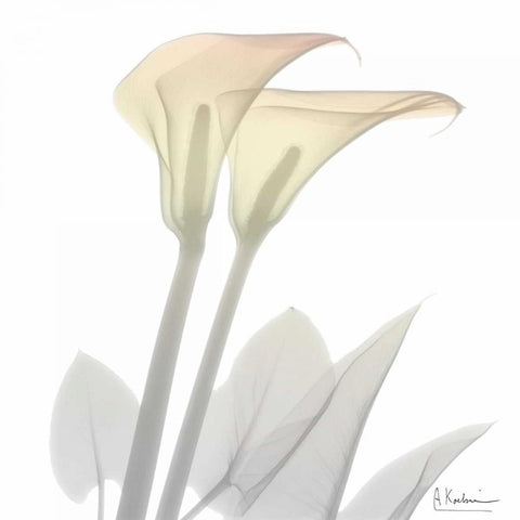 Sunday Morning Calla Lily White Modern Wood Framed Art Print with Double Matting by Koetsier, Albert