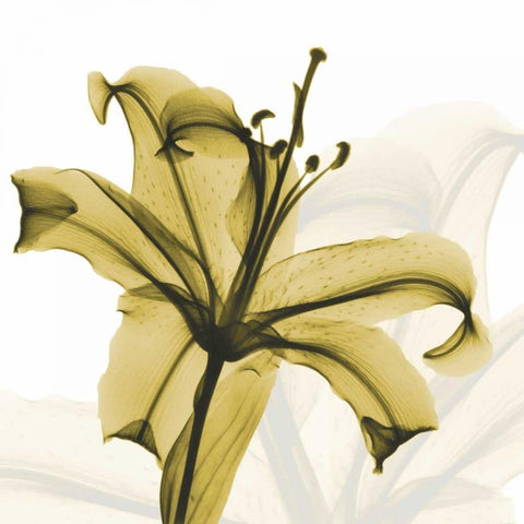 A Golden Lily White Modern Wood Framed Art Print by Koetsier, Albert