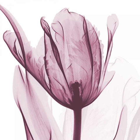 The Purple Tulip White Modern Wood Framed Art Print with Double Matting by Koetsier, Albert