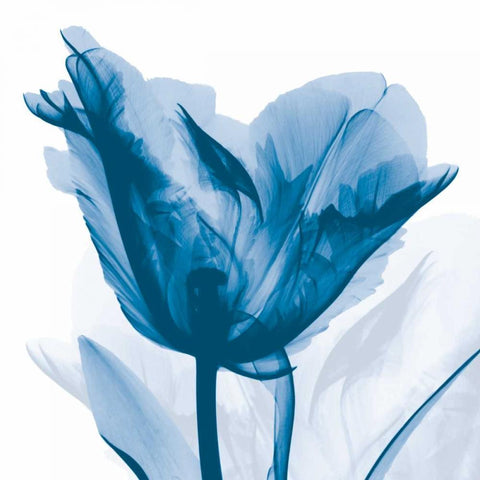 Lusty Blue Tulip White Modern Wood Framed Art Print with Double Matting by Koetsier, Albert