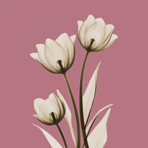 Pink Luster Tulips White Modern Wood Framed Art Print with Double Matting by Koetsier, Albert