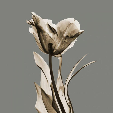 Gray Luster Tulip White Modern Wood Framed Art Print by Koetsier, Albert