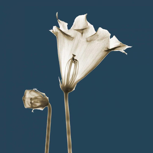 Image Only