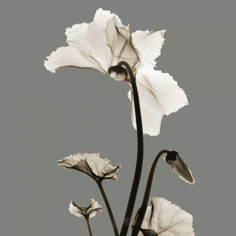 Gray Luster Cyclamen Black Modern Wood Framed Art Print with Double Matting by Koetsier, Albert