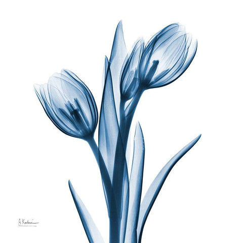 Tulips Indigo White Modern Wood Framed Art Print with Double Matting by Koetsier, Albert