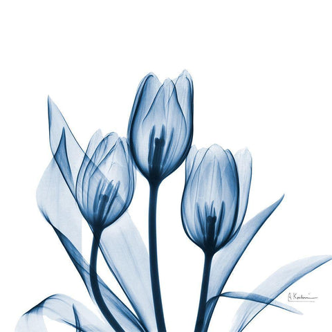 Tulips Indigo Black Modern Wood Framed Art Print with Double Matting by Koetsier, Albert