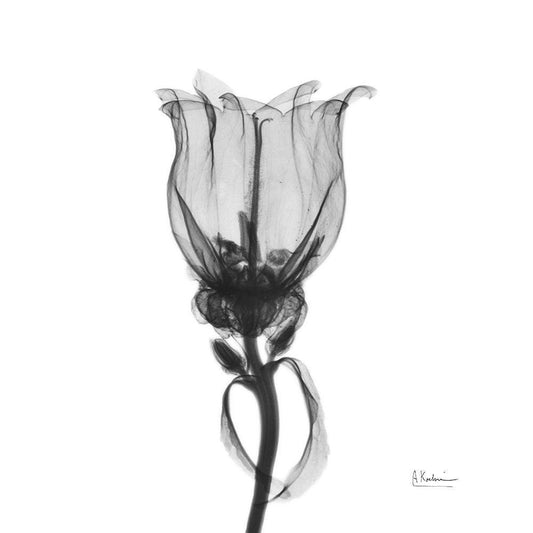 Image Only