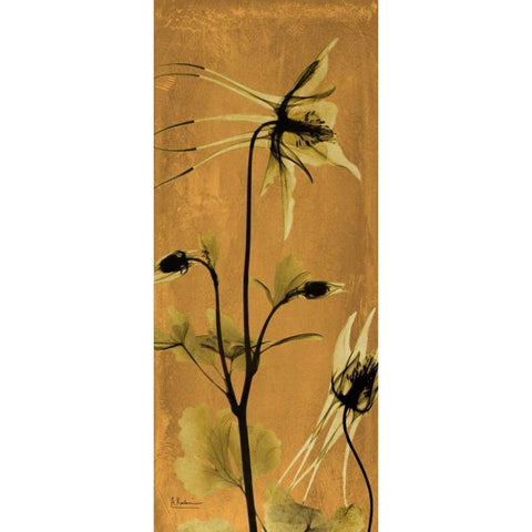 Columbine Black Modern Wood Framed Art Print with Double Matting by Koetsier, Albert