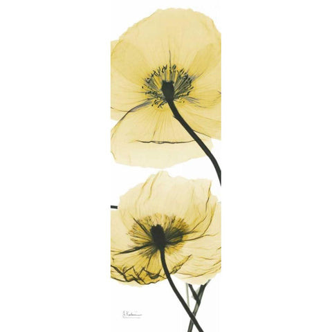 Iceland Poppy Yellow Black Modern Wood Framed Art Print with Double Matting by Koetsier, Albert