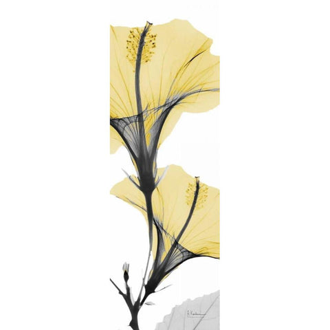 Hibiscus Yellow White Modern Wood Framed Art Print by Koetsier, Albert