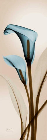 Blue Calla Lily Black Ornate Wood Framed Art Print with Double Matting by Koetsier, Albert