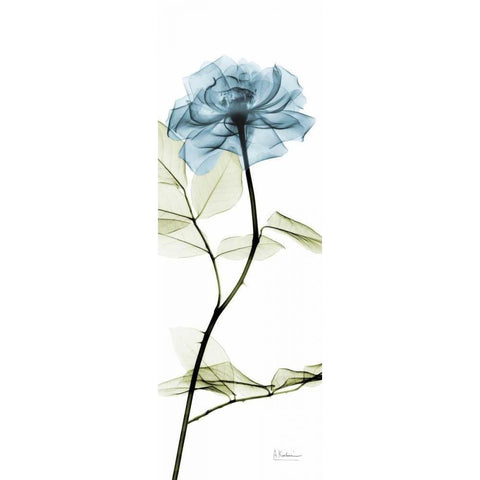 Long Blue Rose Black Modern Wood Framed Art Print with Double Matting by Koetsier, Albert