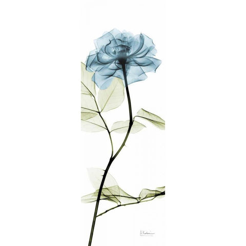 Long Blue Rose Black Modern Wood Framed Art Print by Koetsier, Albert
