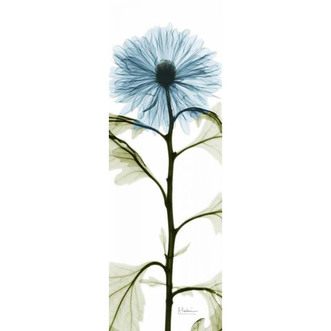 Long Blue Chrysanthemum White Modern Wood Framed Art Print by Koetsier, Albert