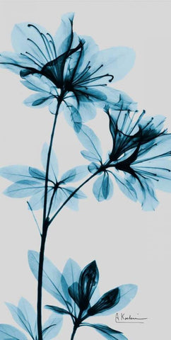 Blue Azalea Black Ornate Wood Framed Art Print with Double Matting by Koetsier, Albert