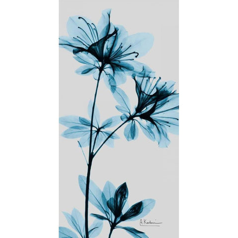 Blue Azalea White Modern Wood Framed Art Print by Koetsier, Albert