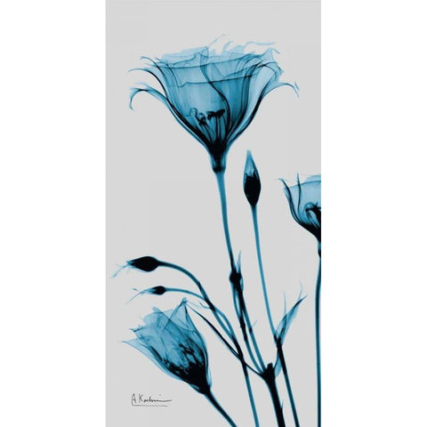 Blue Gentian Black Modern Wood Framed Art Print with Double Matting by Koetsier, Albert