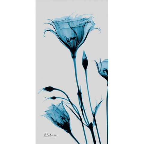 Blue Gentian White Modern Wood Framed Art Print by Koetsier, Albert