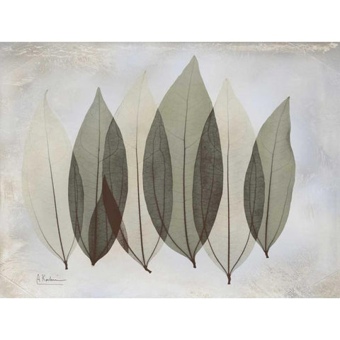 Coculus Leaf L348 Black Modern Wood Framed Art Print with Double Matting by Koetsier, Albert