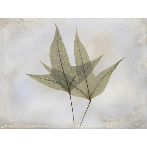 Trident Maple E217 White Modern Wood Framed Art Print by Koetsier, Albert