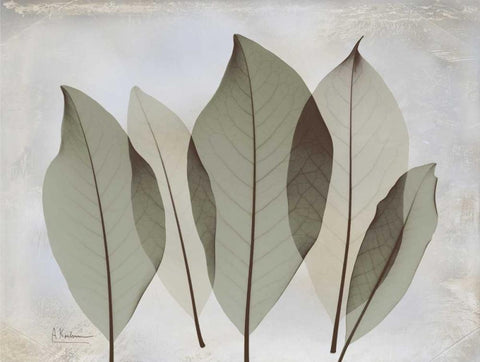 Magnolia Leaf White Modern Wood Framed Art Print with Double Matting by Koetsier, Albert