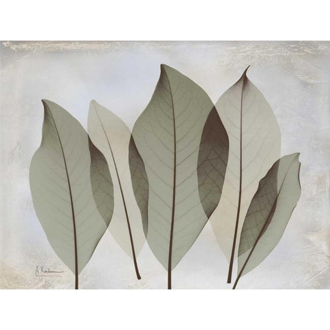 Magnolia Leaf Black Modern Wood Framed Art Print by Koetsier, Albert