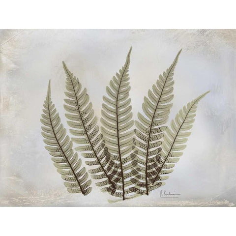 Fern White Modern Wood Framed Art Print by Koetsier, Albert