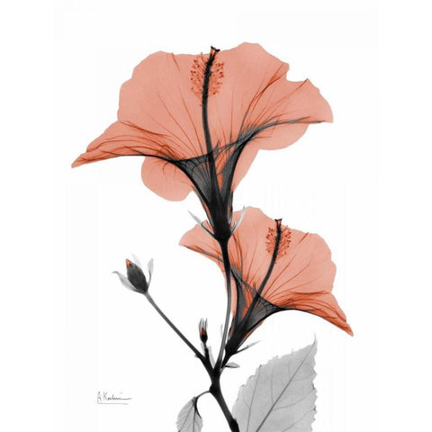 Soft Hibiscus Black Modern Wood Framed Art Print by Koetsier, Albert