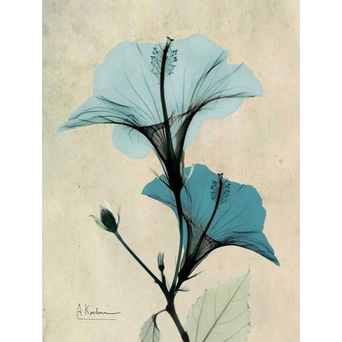 Hibiscus White Modern Wood Framed Art Print by Koetsier, Albert