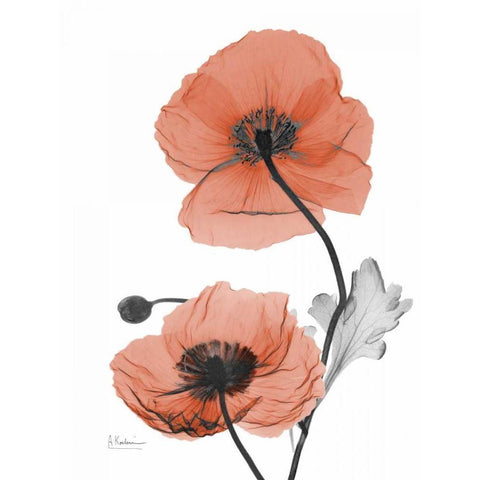 Soft Poppy White Modern Wood Framed Art Print by Koetsier, Albert