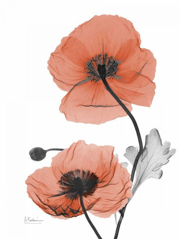 Soft Poppy White Modern Wood Framed Art Print with Double Matting by Koetsier, Albert